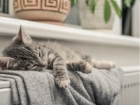 Tier, Katze, Kätzchen, Säugetier, Haustier