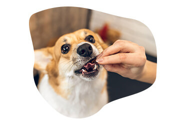 Tier, Hund, Säugetier, Haustier