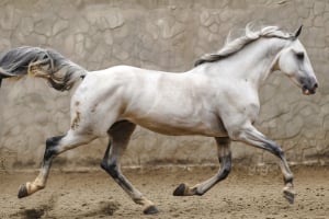 Andalusisches Pferd, Tier, Pferd, Säugetier