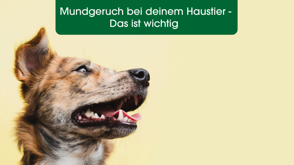 Person, Zähne, Hund, Haustier, Schnauze