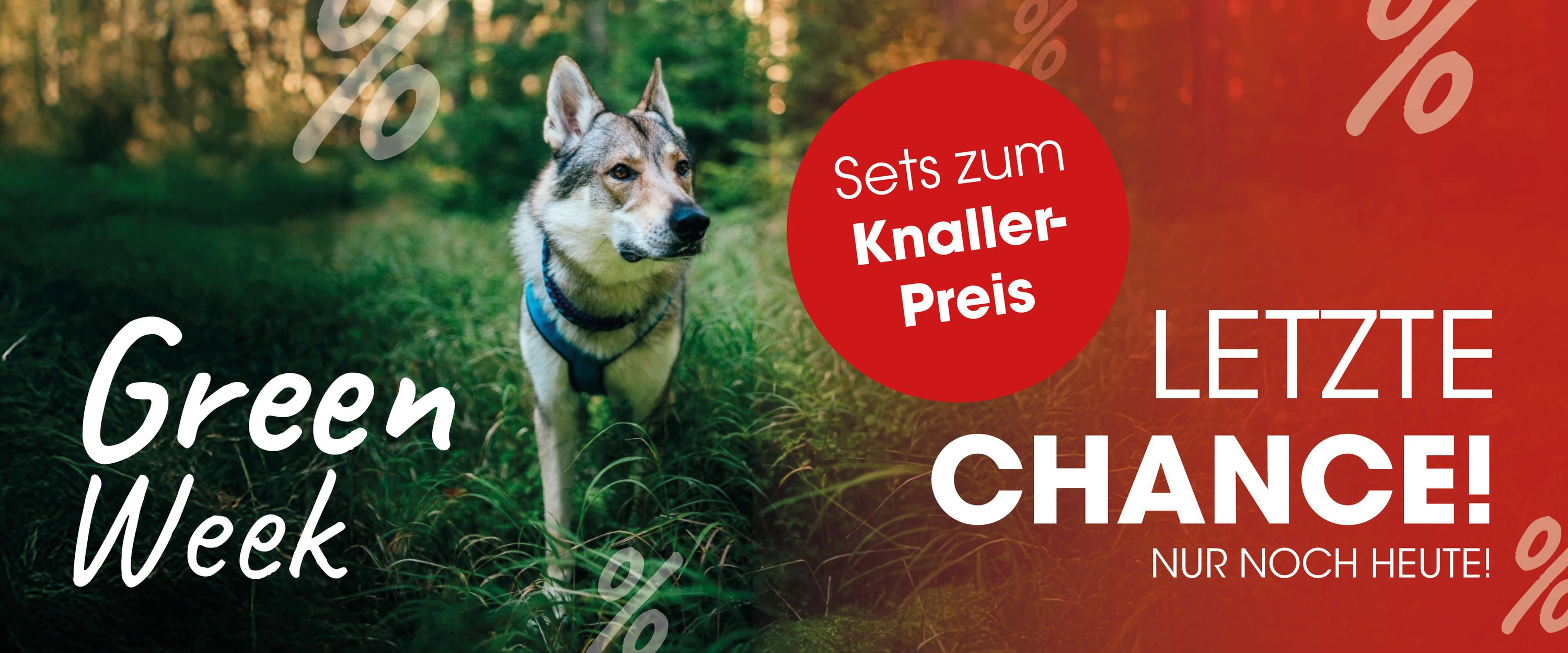 Hund, Husky, Säugetier, Haustier