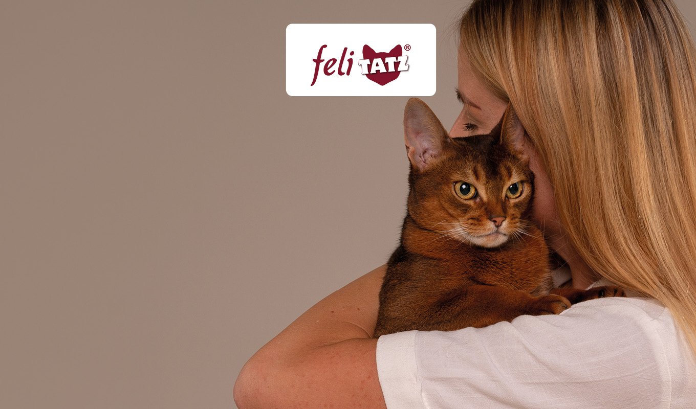 katzentier, katze, haushalt, tierliebe, pflege, katze, tabby, haustier, braun, umarmung, Katze, Katze tragen, Haustier, Frau hält Katze, braune Katze, katze, rotbraun, kuschelkatze, armkätzchen, liebhaber