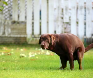 Gras, Hund, Labrador Retriever, Rasen