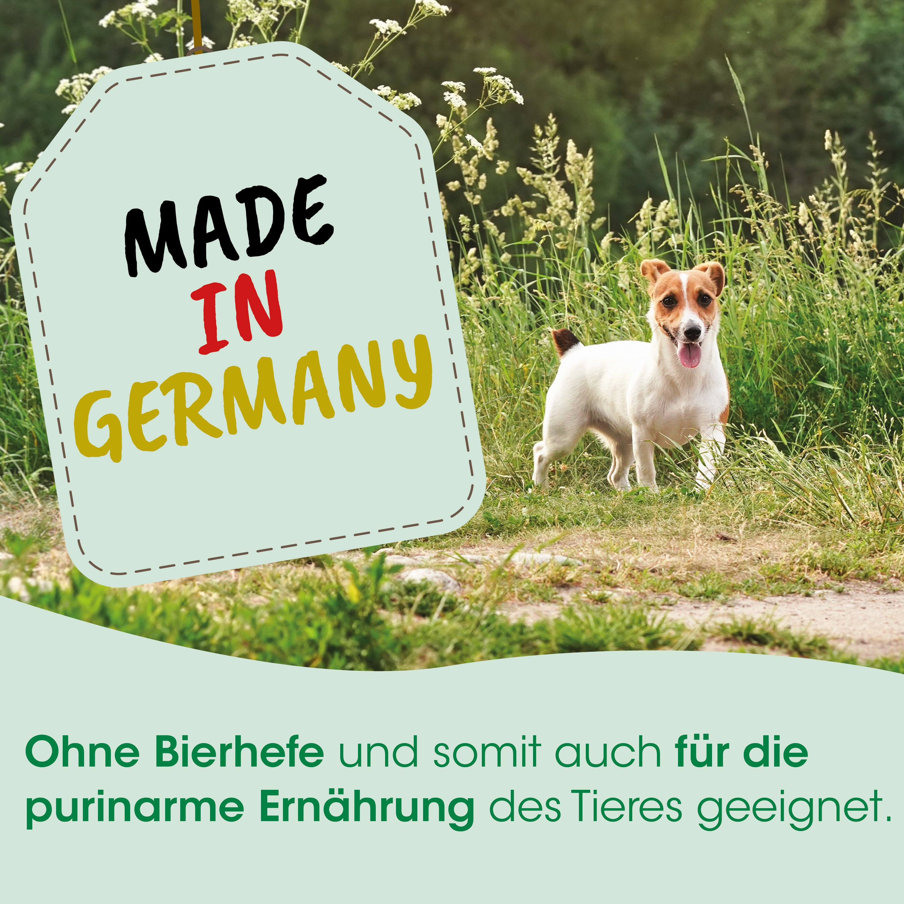 Hund, im Feld, Made in Germany Schild, Grüner Hintergrund, Haustier