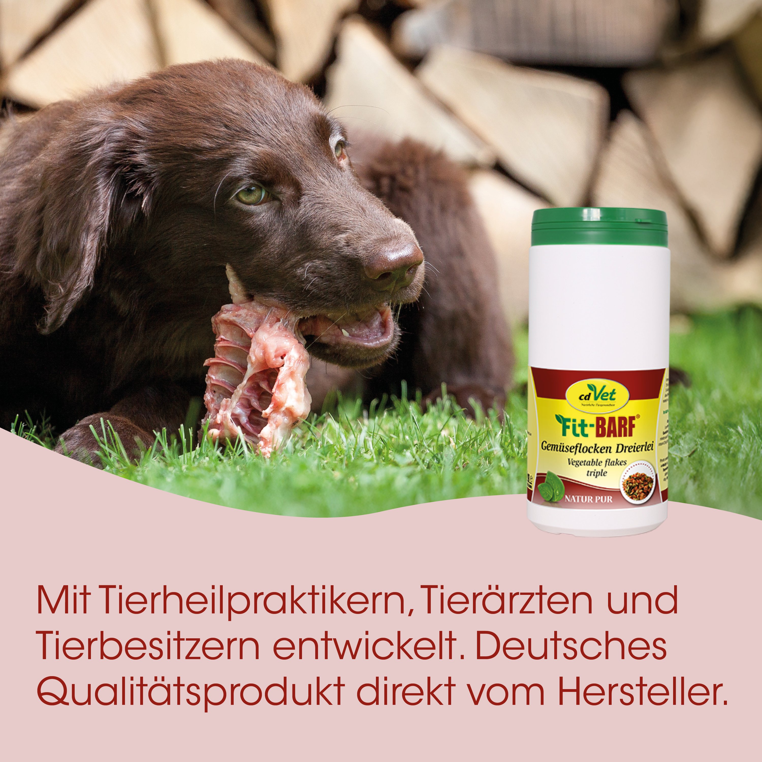 Hund, Knochen-Kau, Fleisch, Gras, Tierarzt-praktika