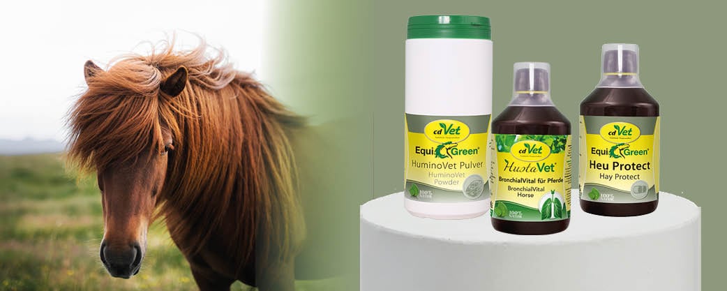 Tier, Pferd, Säugetier