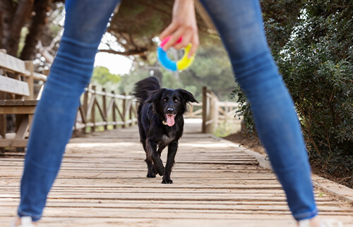 Bekleidung, Hosen, Hund, Person, Gehen