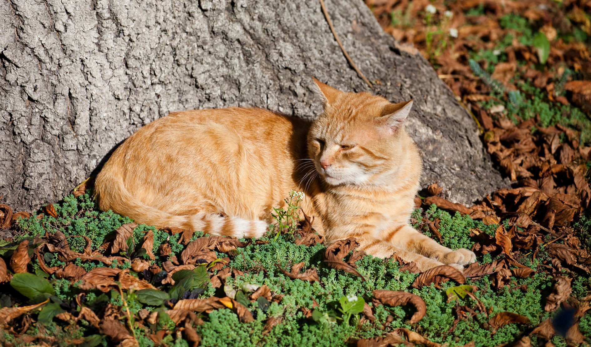 Katzen,  Orange,  Fell,  Schatten,  Herbstlaub