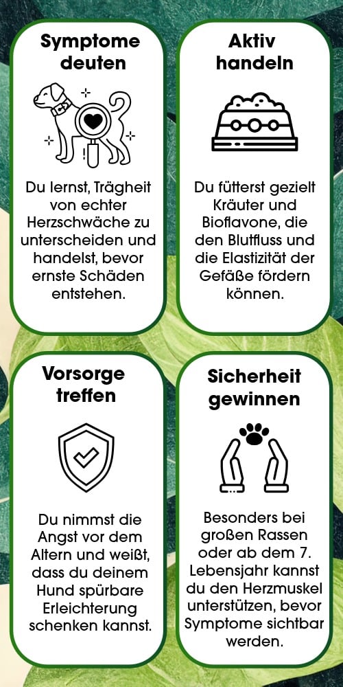 Hund, Tiergesundheit, Schutz, Medizinisch, Symptome