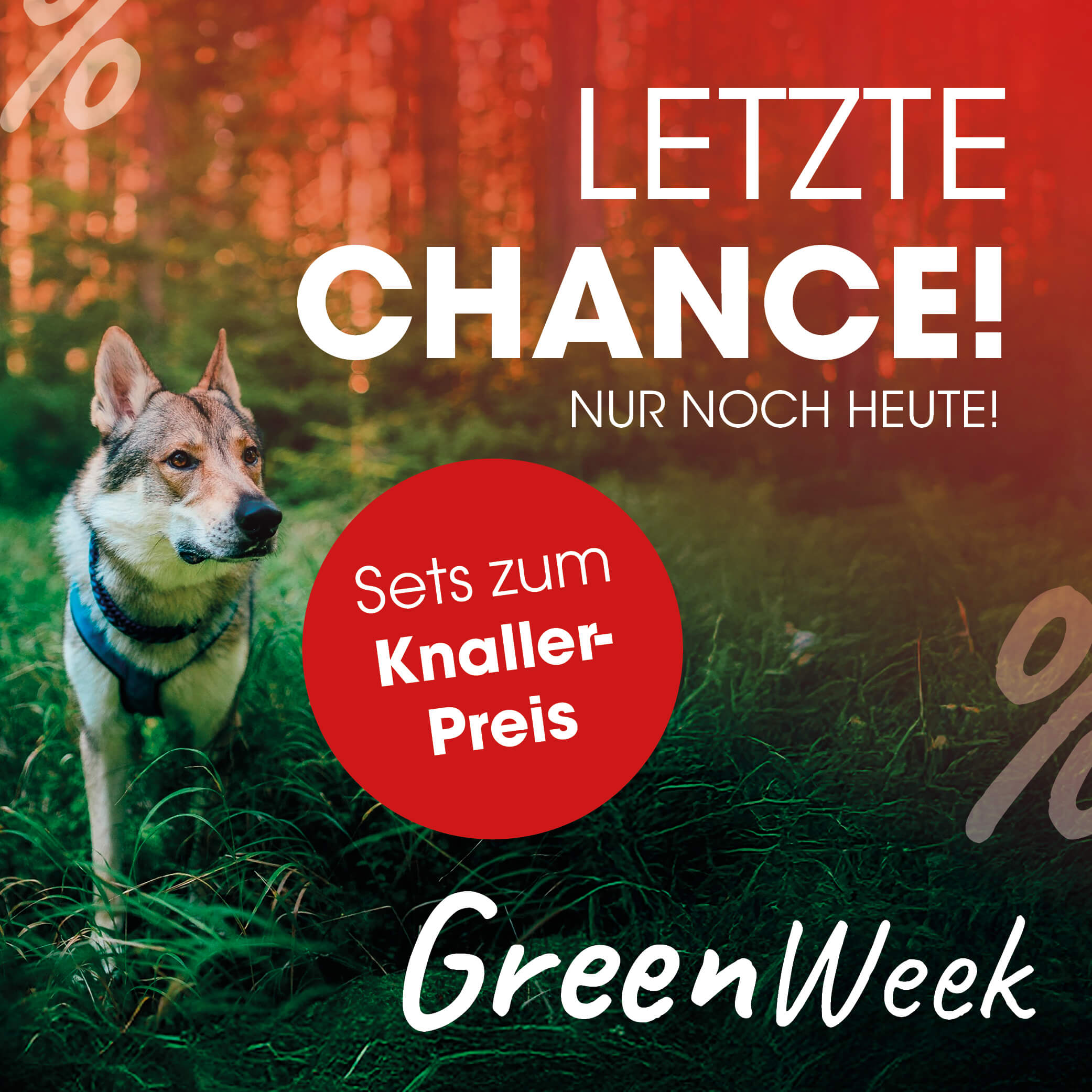 Buch, Veröffentlichung, Hund, Säugetier, Haustier