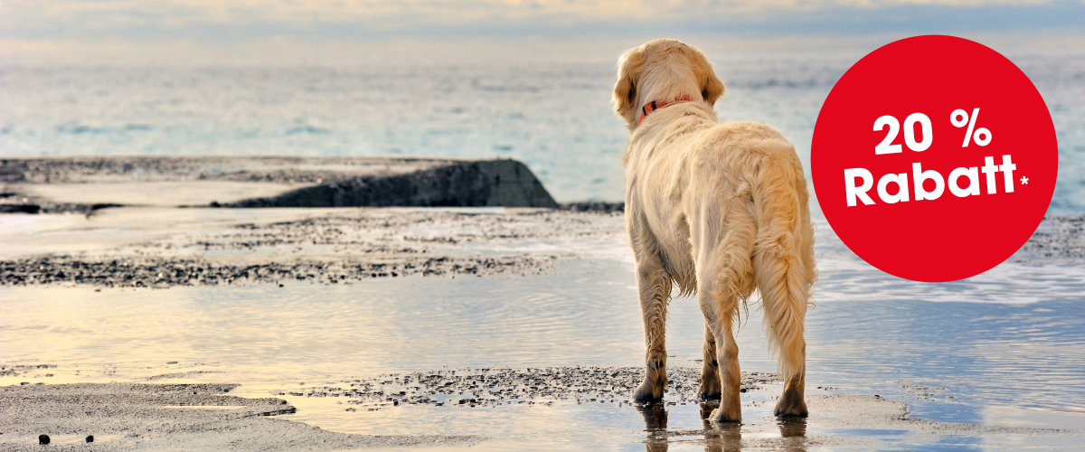 Hund, Säugetier, Haustier, Golden Retriever