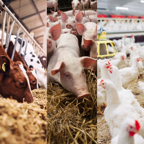 Tier, Säugetier, Schwein, Hühnchen, Geflügel