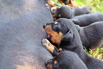Hund, Haustier, Welpe