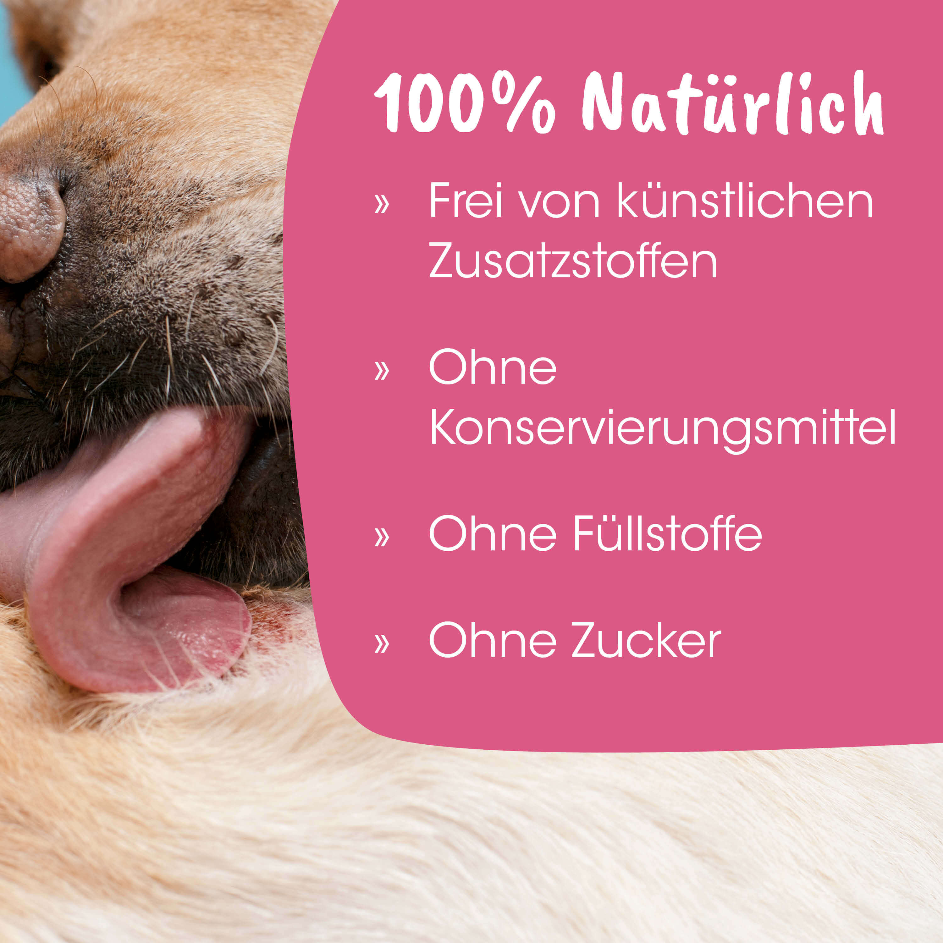 Hund, Nase, Zunge, Hundefutterfrei, Tierpflege