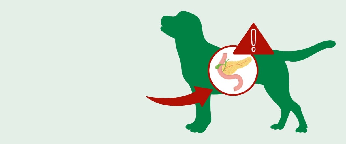 Bekleidung, Hut, Bär, Säugetier, Tierwelt