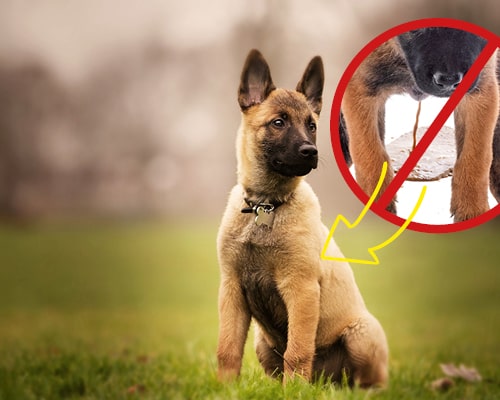 Tier, Hund, Säugetier, Haustier