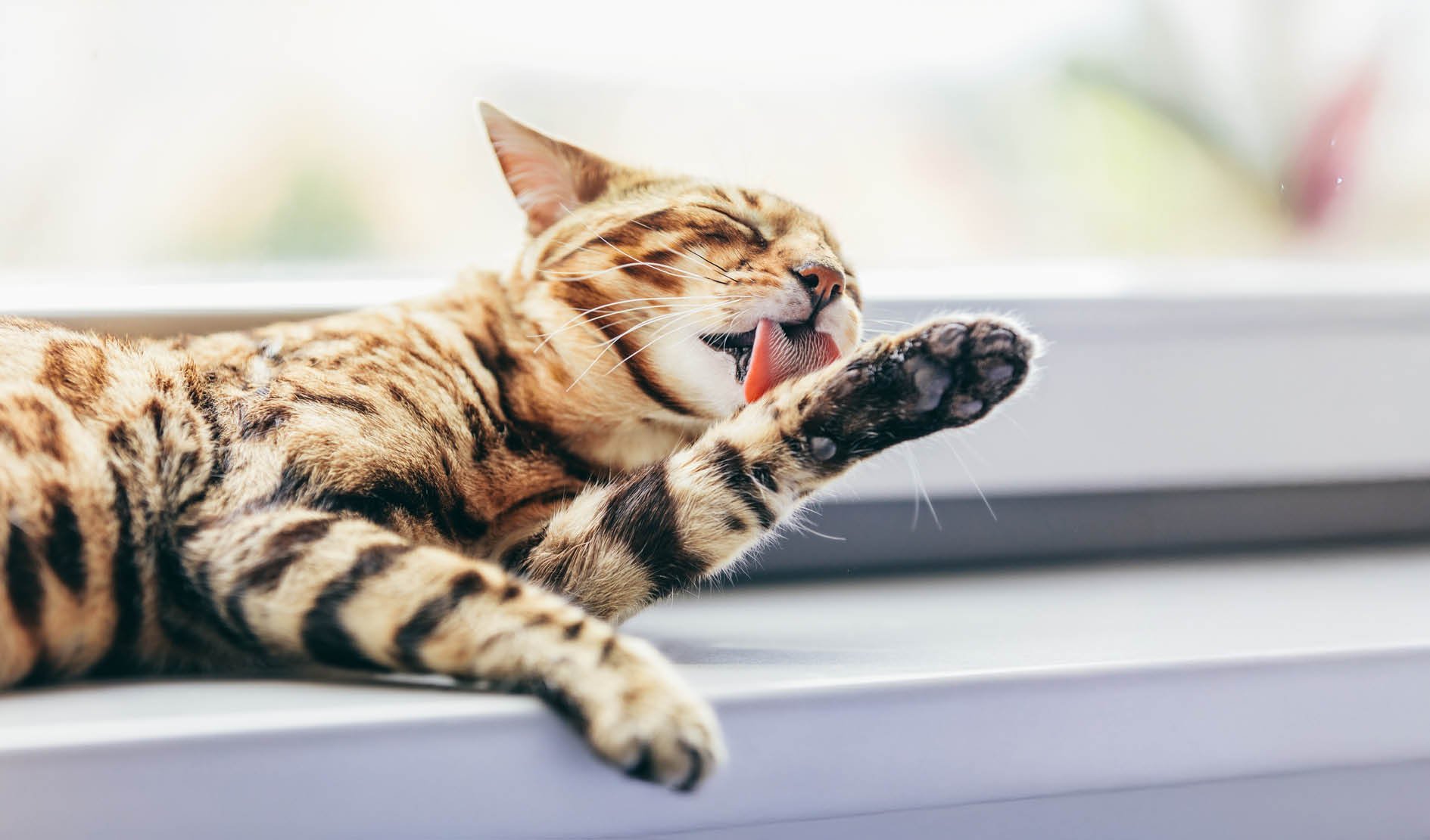 katze, kater, tabby, pfote, fellmuster