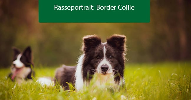 Gras, Hund, Haustier, Collie