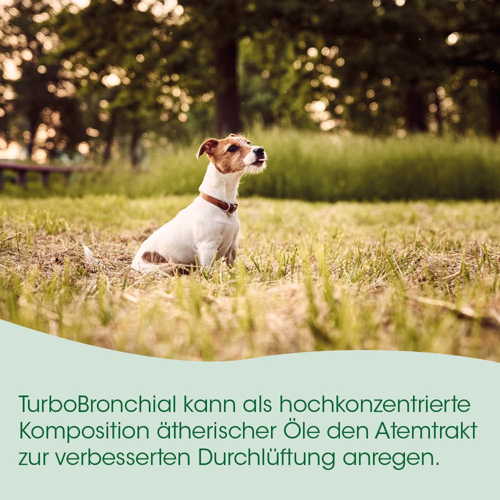 Hund, Halsband, Draußen, Gras, seitlicher Text