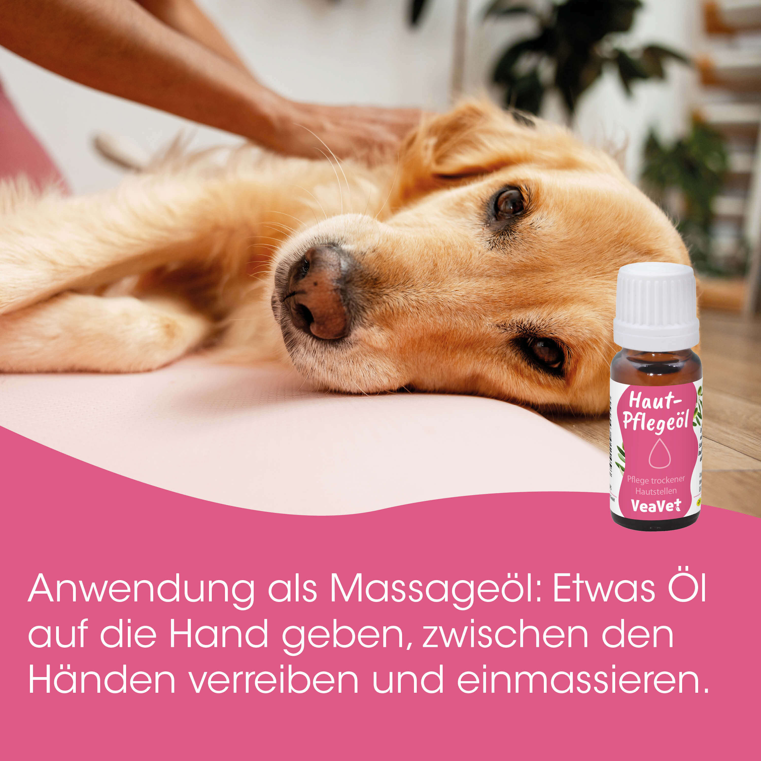 Hund, Pflegeöl, Hundeliege, Haustierpflege, Ölflasche