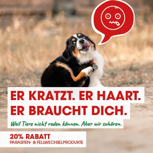 Werbung, Plakat, Hund, Säugetier, Haustier