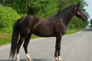 Andalusisches Pferd, Pferd, Säugetier, Colt Horse, Hengst, Andalusisches Pferd, Pferd, Säugetier, Colt Horse, Hengst