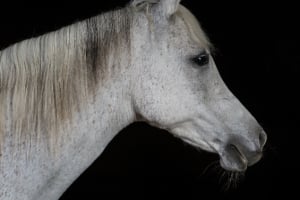 Tier, Pferd, Säugetier, Hengst