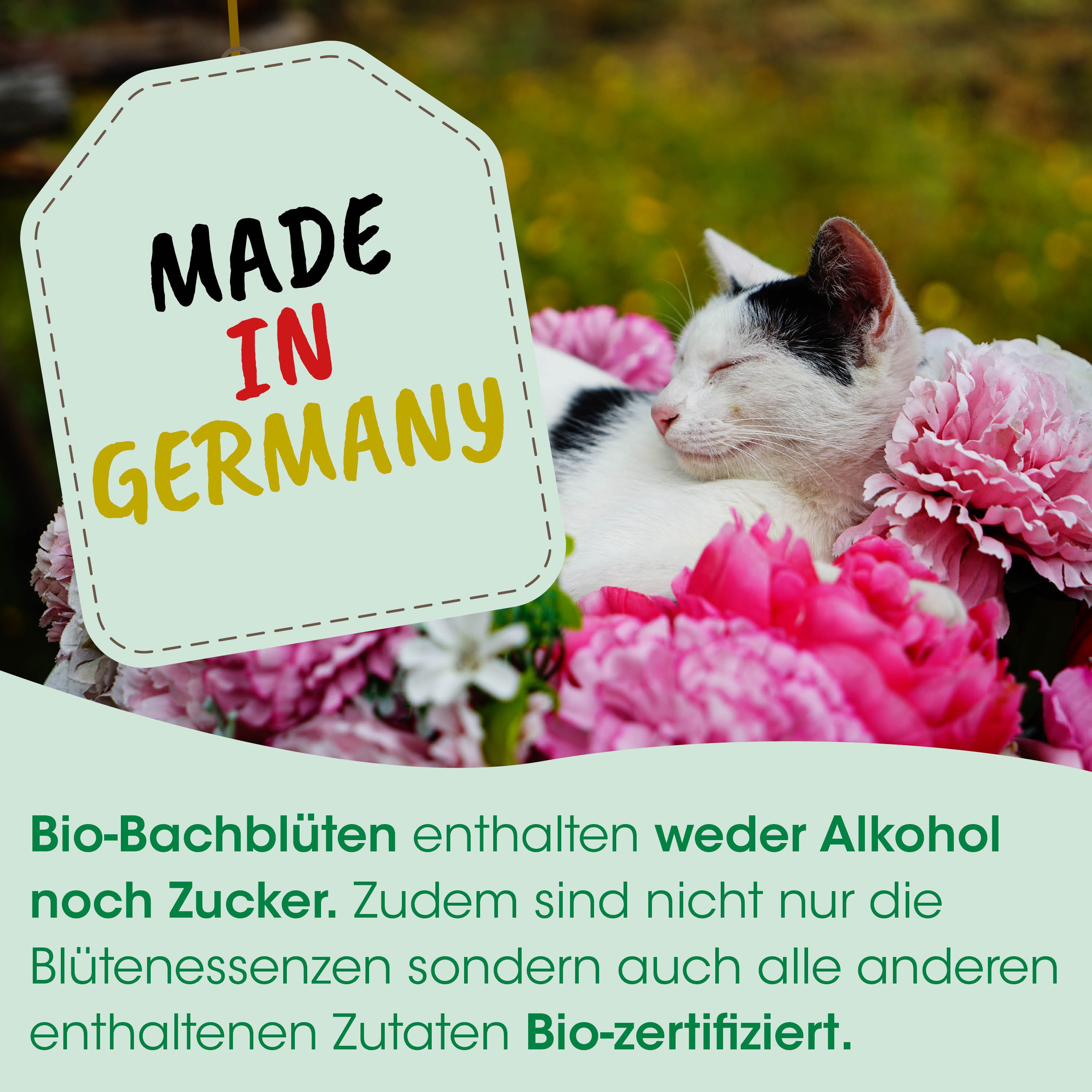 Katze, Blumen, Rot, Schwarz-weiß, schlafend