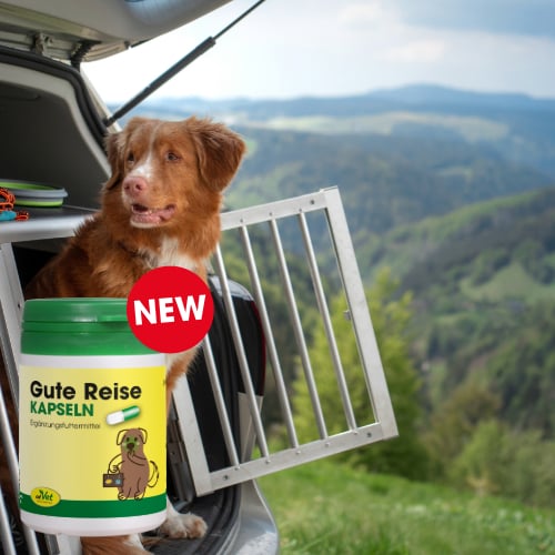 Hund, Säugetier, Haustier, Sommer