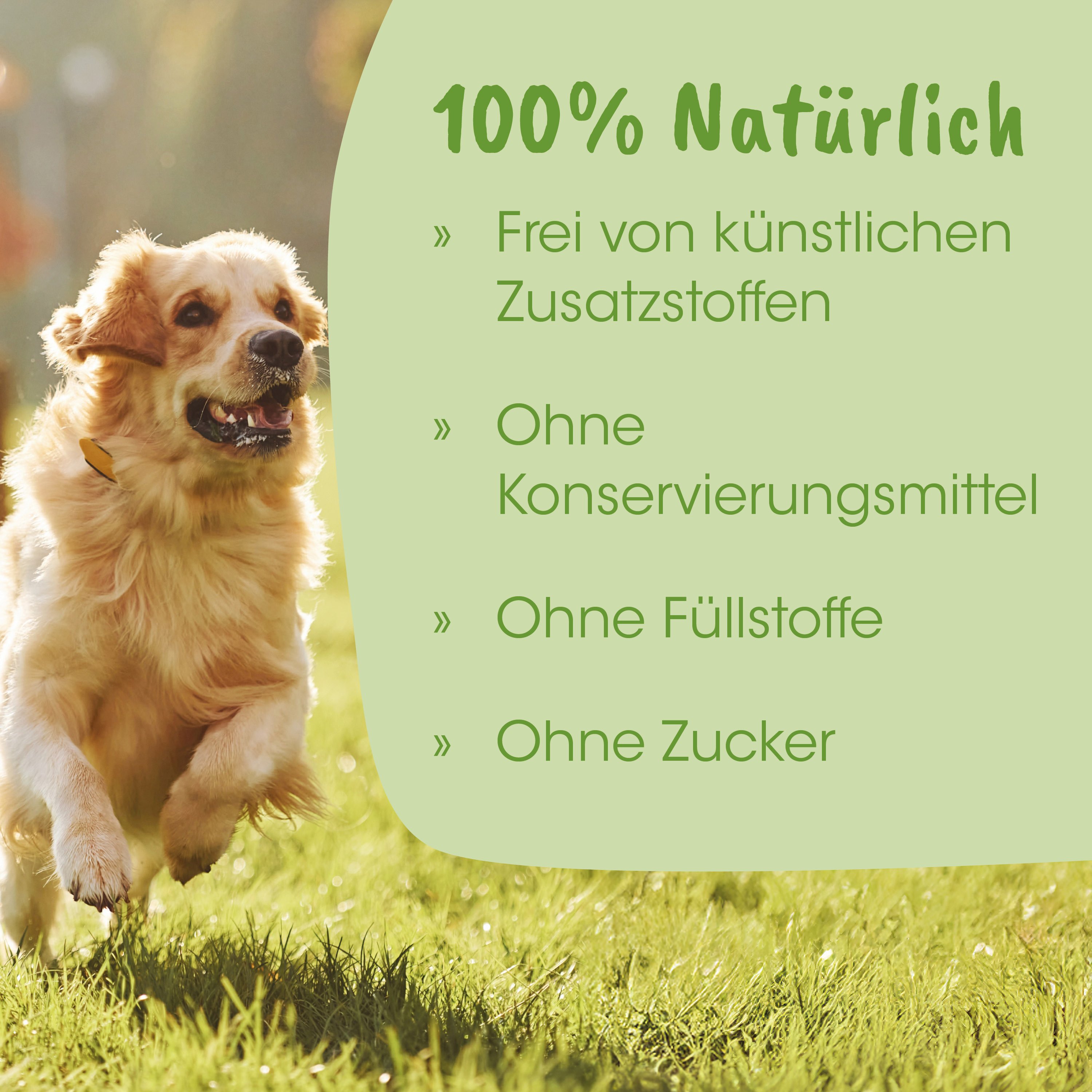 Hund, Tierfotografie, Laufender Hund, Gras, Kunststofffrei
