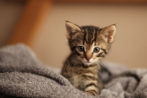 Tier, Katze, Kätzchen, Säugetier, Haustier