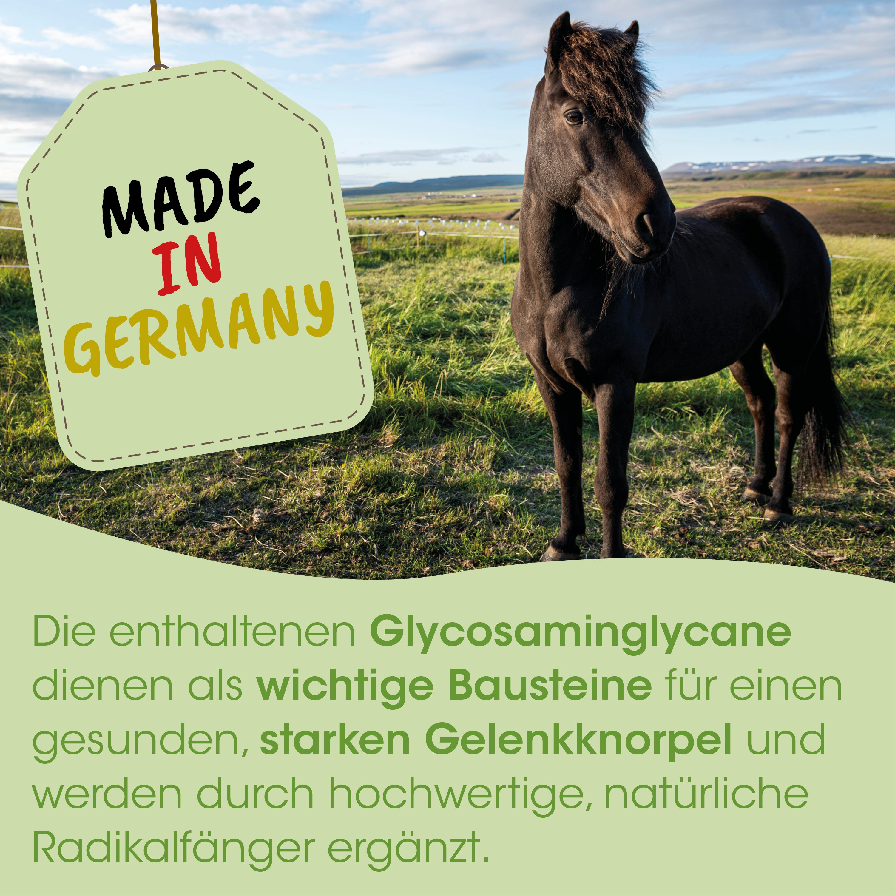 Pferd, schwarzes Pferd, Hengst, Weide, Etikett