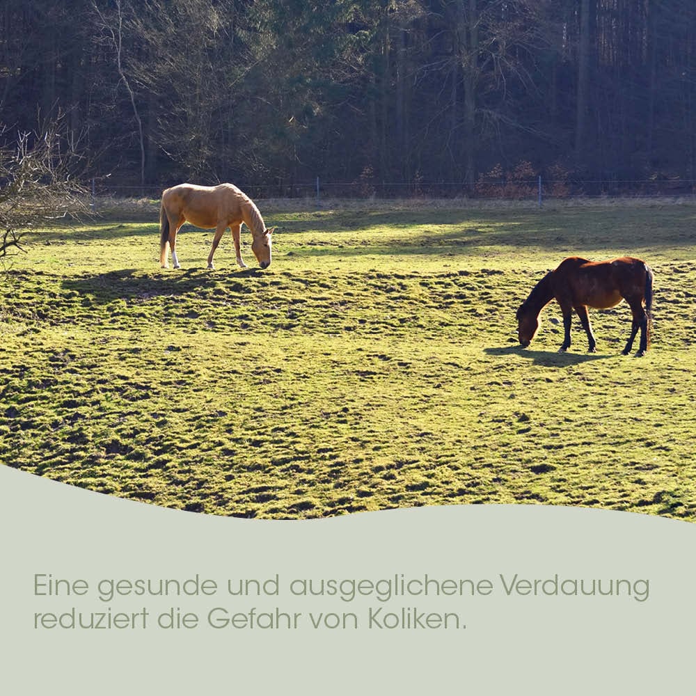 Pferd, Weide, Pferdekopf, Gras, Schatten