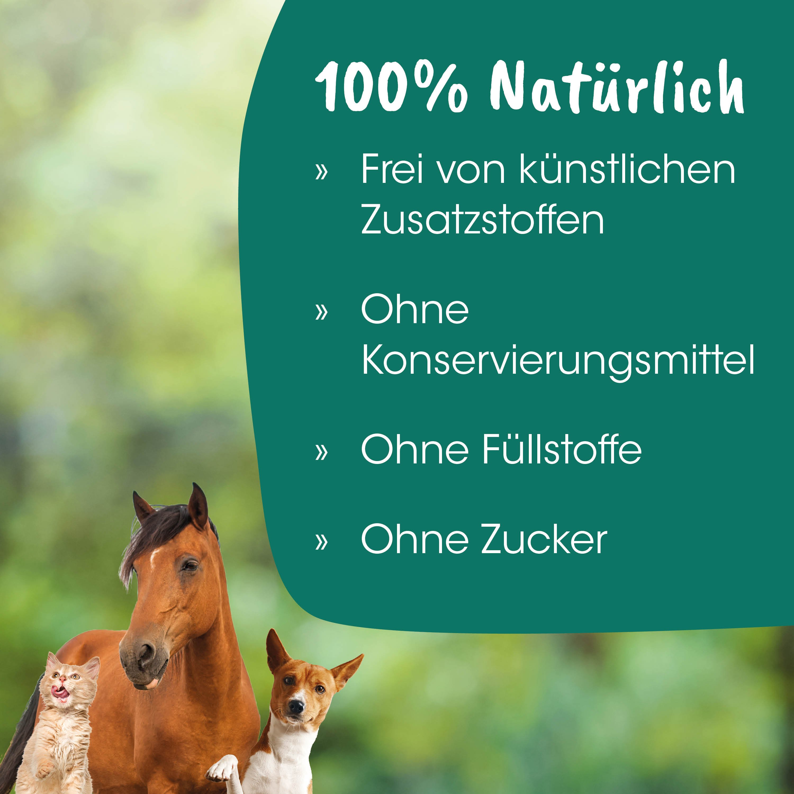 Pferd, Hund, Katze, Haustiere, Natur