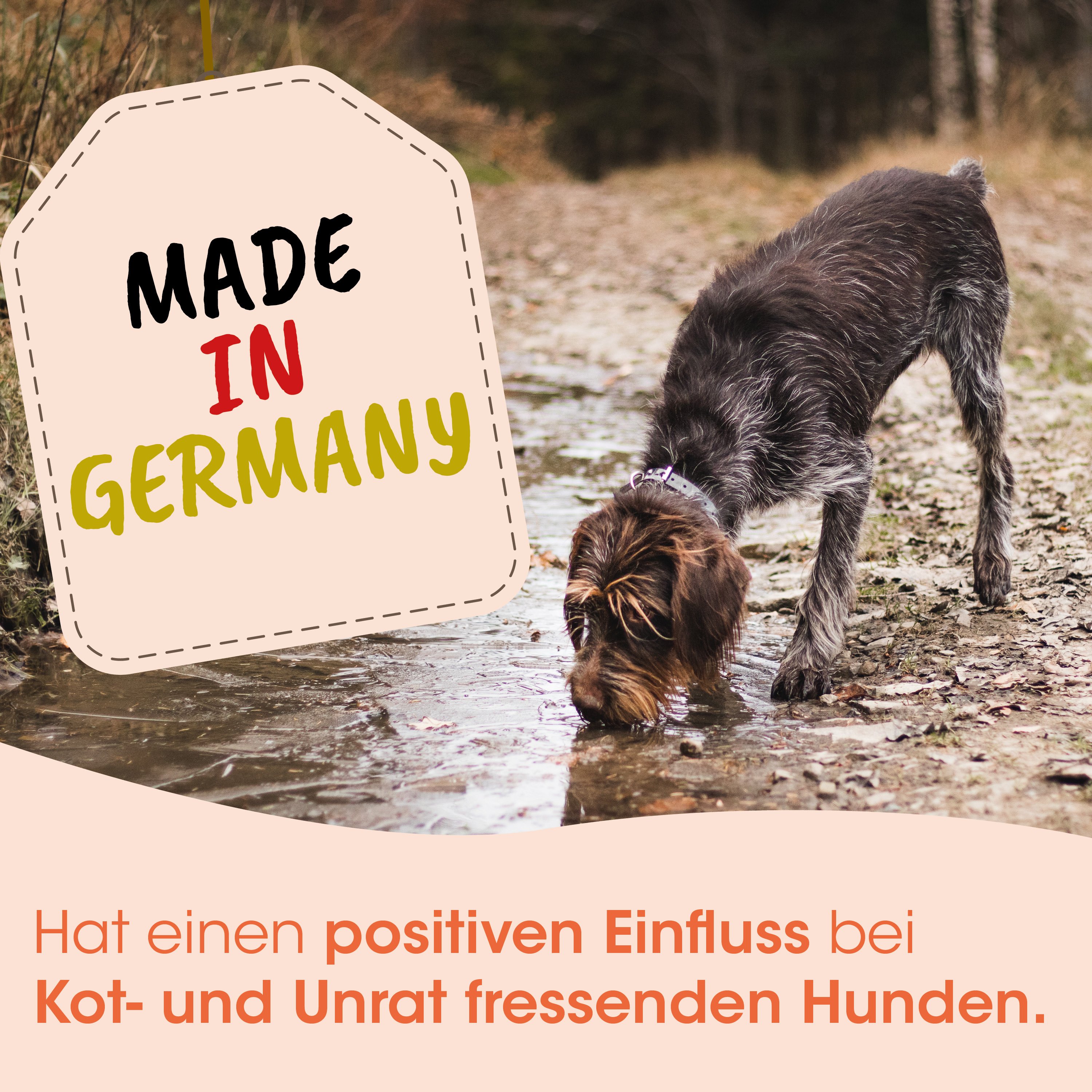 Hund, Wasser, Pfütze, Fell, Halsband