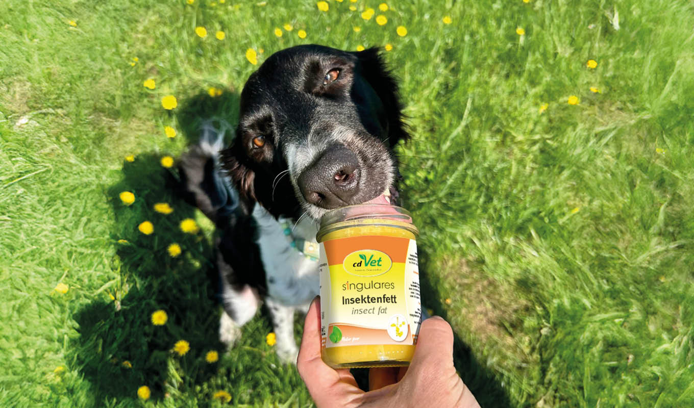 hund, hunde, insektenfett, glänzend, grüne wiese