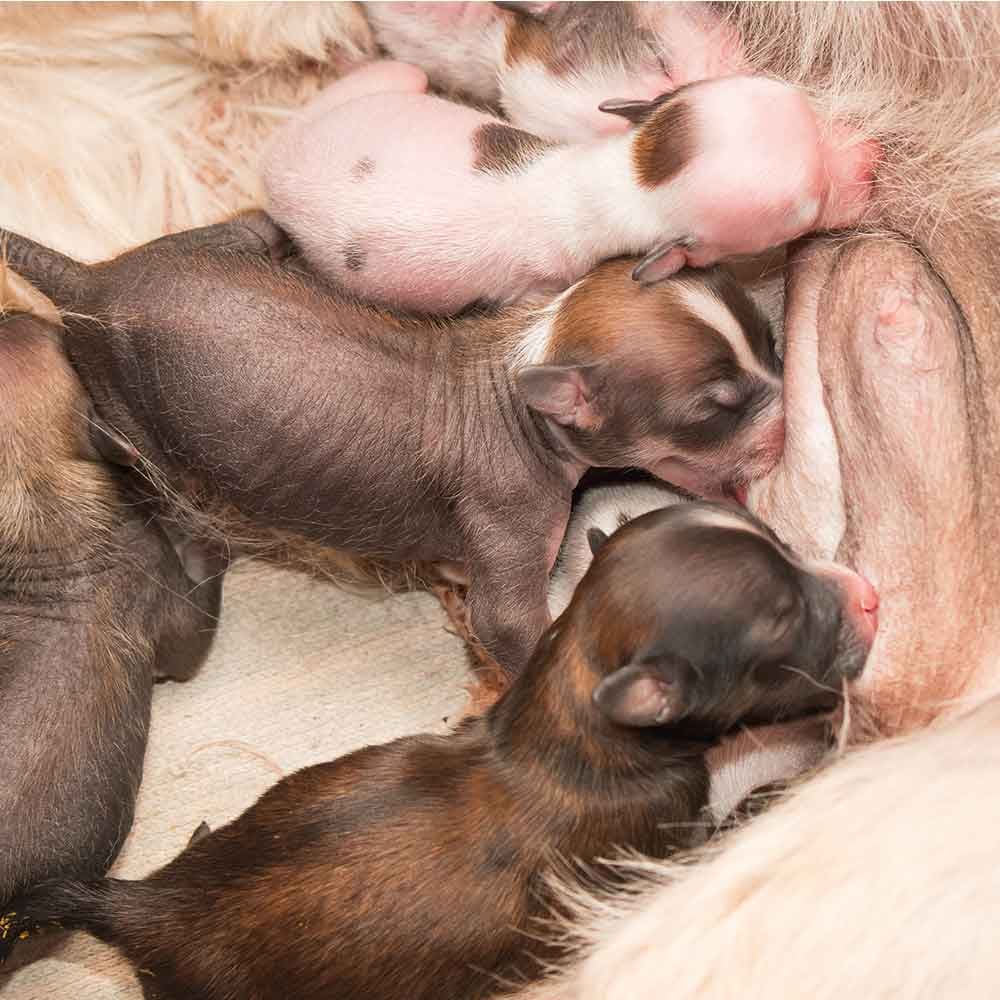 Welpen, Nahrung, Nahrung, Tierkinder, Nacht