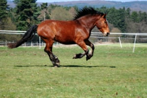 Tier, Colt Horse, Pferd, Säugetier, Hengst, Tier, Colt Horse, Pferd, Säugetier, Hengst