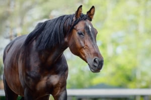 Pferd, Säugetier, Hengst, Andalusisches Pferd, Colt Horse