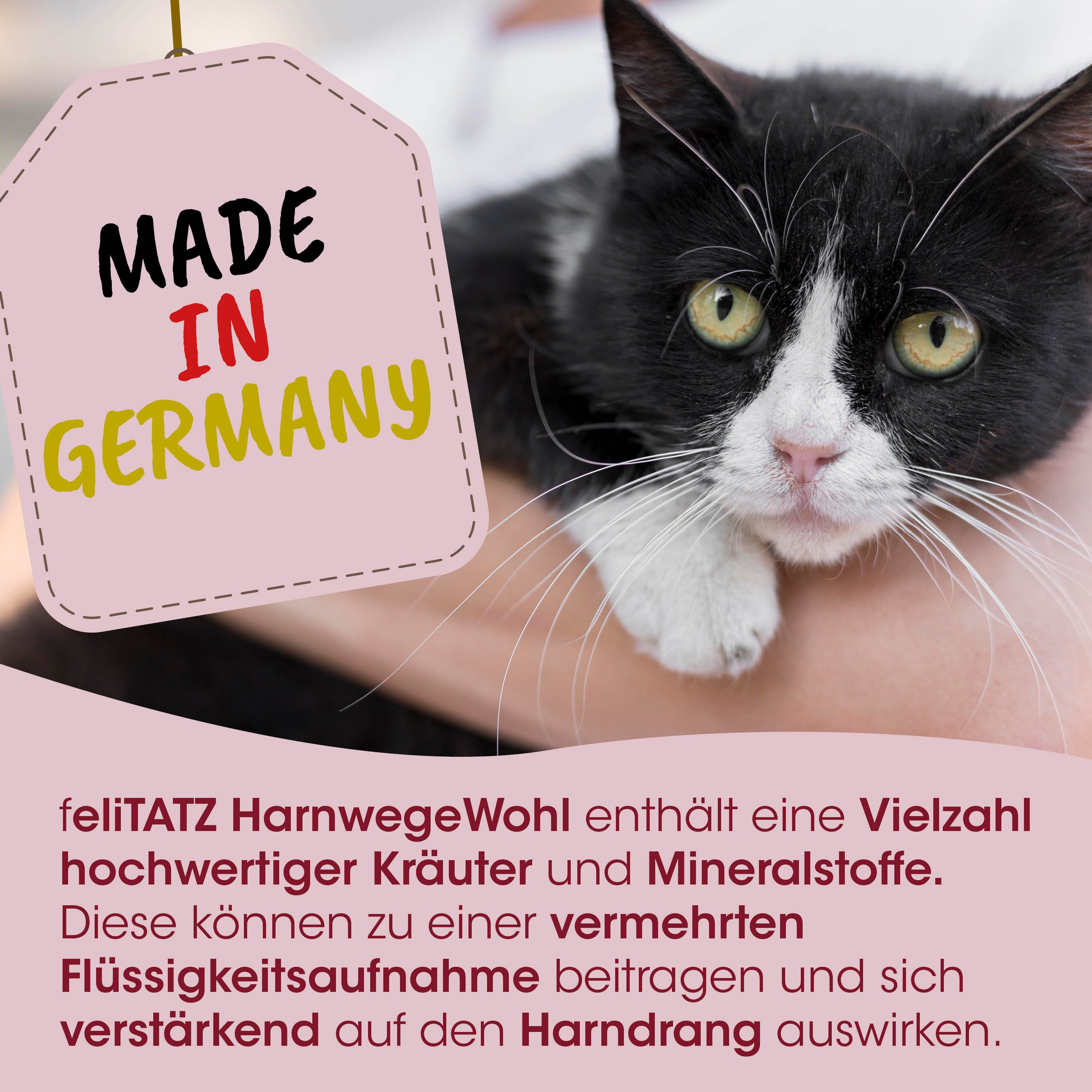 Katze, schwarzweiß, Tier, Tag, Made in Germany