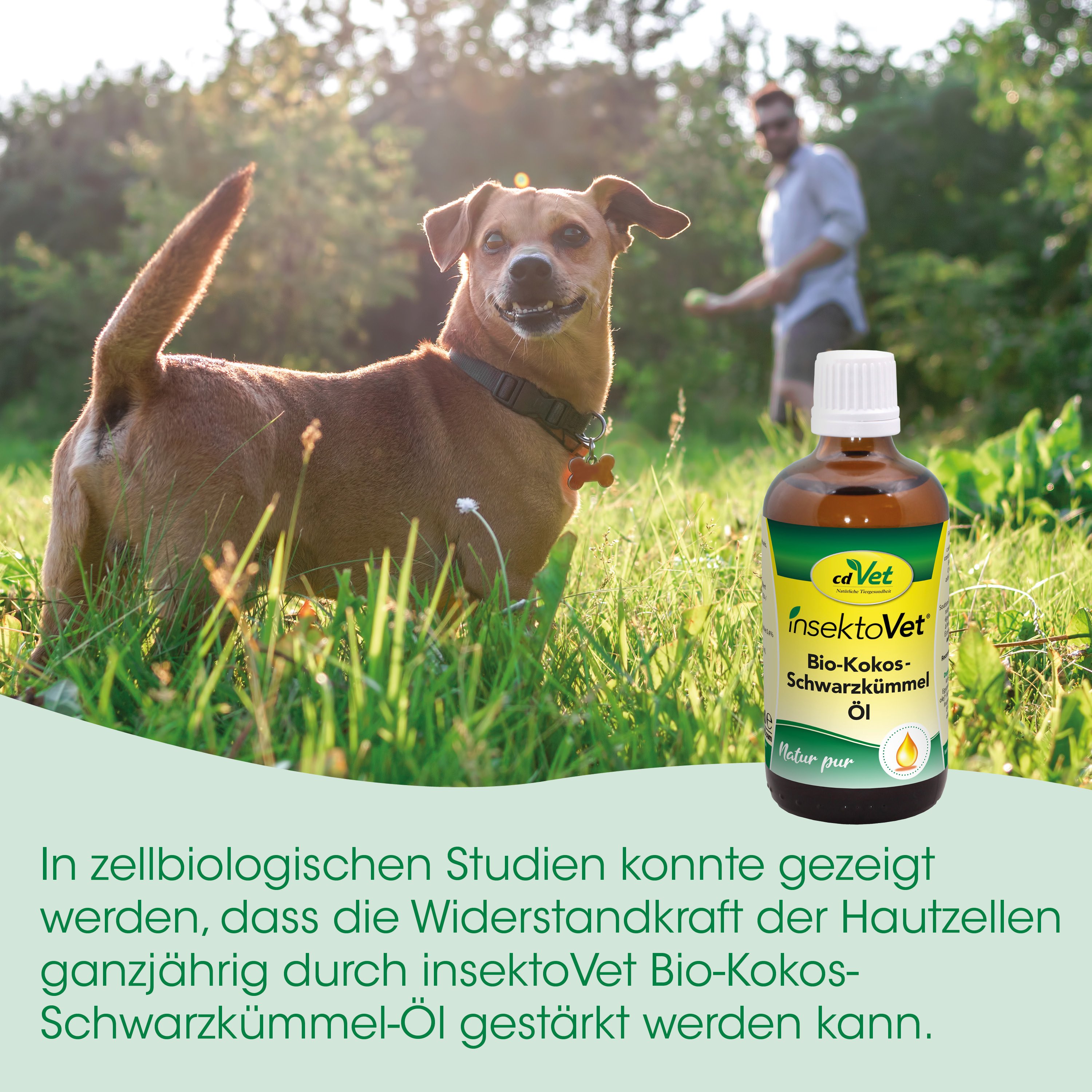 Hund, Bio-Öl, Kokosöl, Tiergesundheit, Pet-Öl