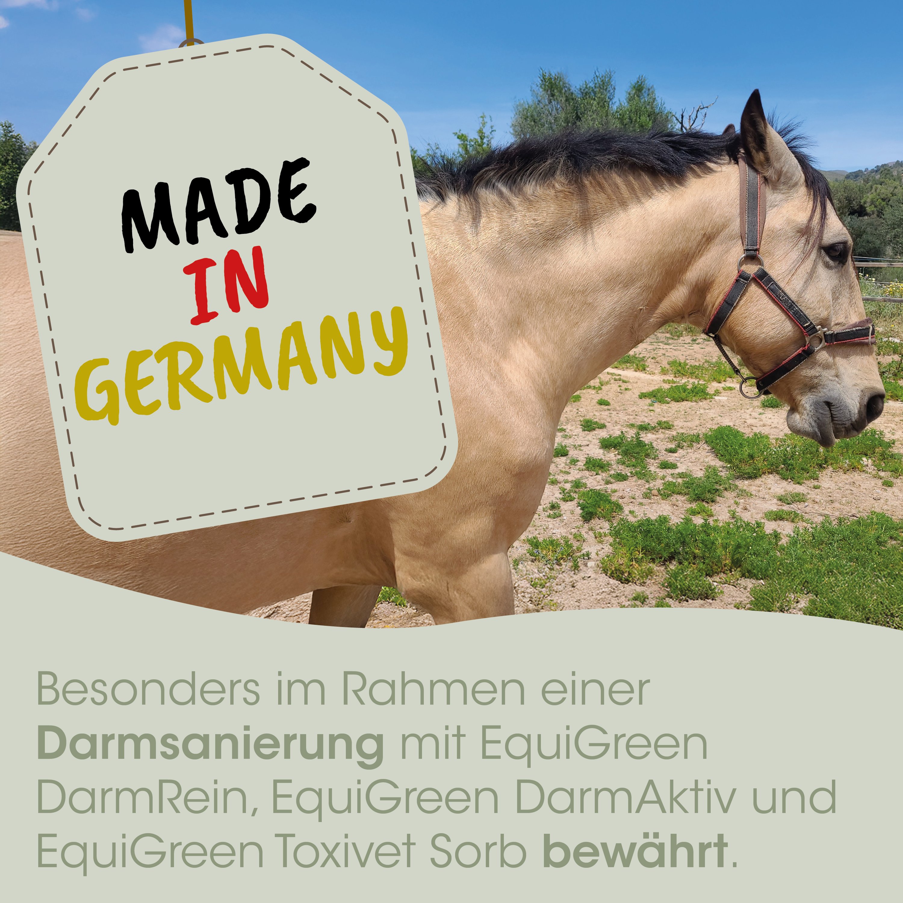 Pferd, Halfter, braun, tan, Außenbereich