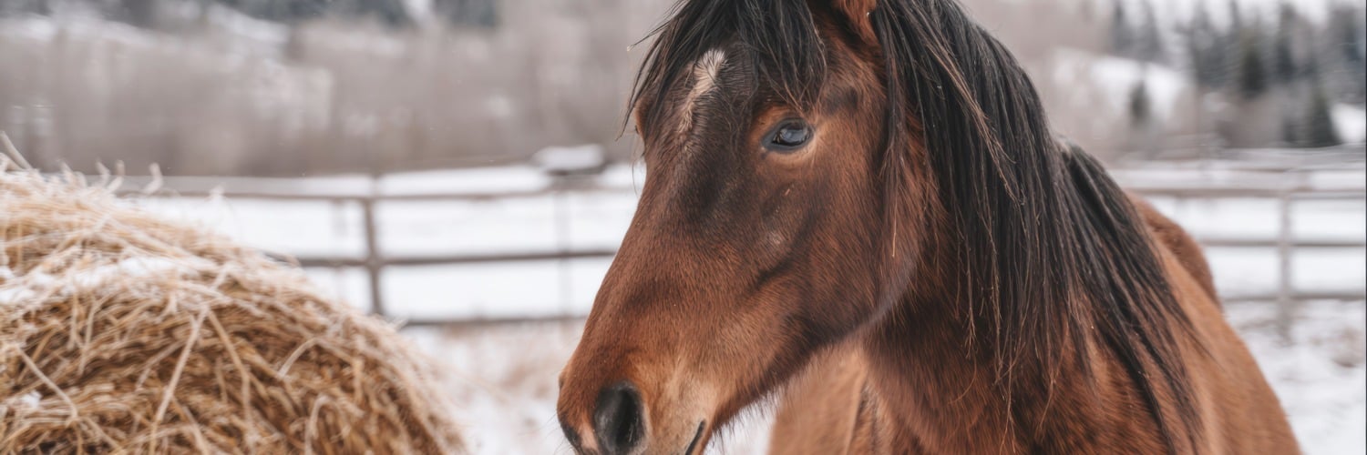 Tier, Colt Horse, Pferd, Säugetier