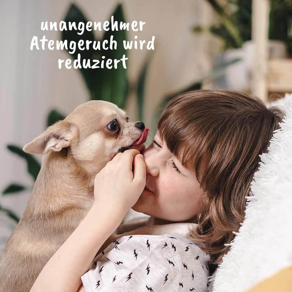 Hunde:**, Chihuahua, Lippenkontakt, Kuscheln, Haustier