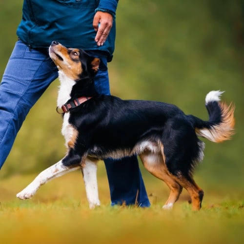 Person, Hund, Haustier