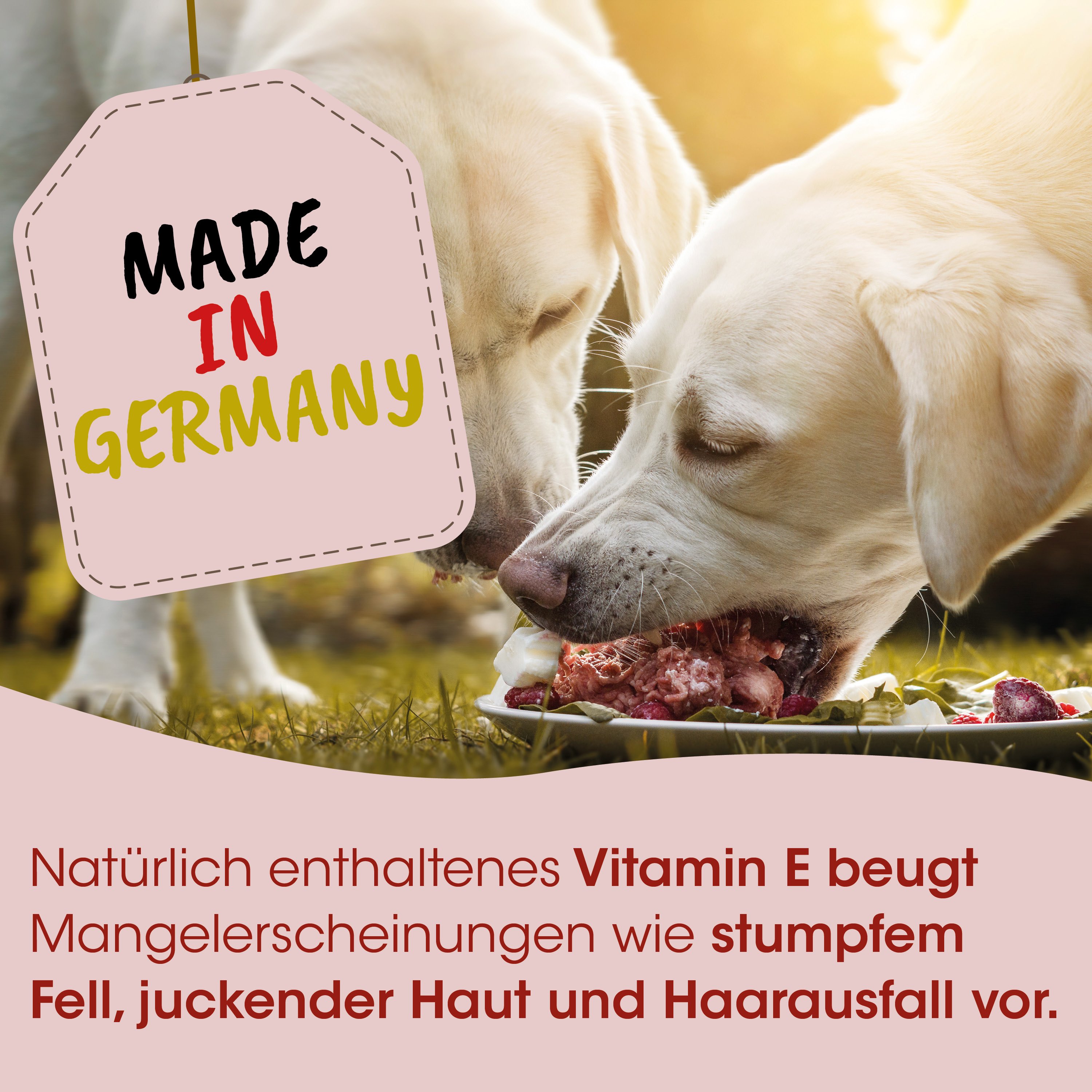 Hunde-Futter, Knochenmahlzeit, rohes Fleisch, zwei Hunde, hergestellt in Deutschland