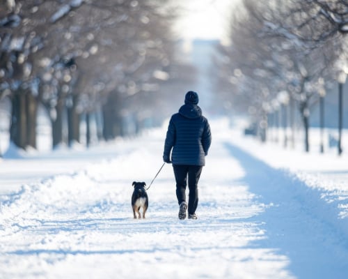 Gehen, Kapuzenpulli, Hund, Haustier, Spazierender Hund