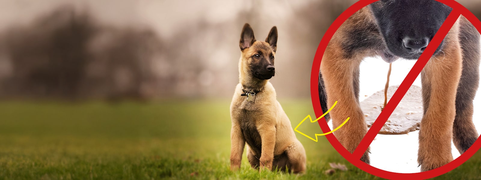 Hund, Säugetier, Haustier, Deutscher Schäferhund