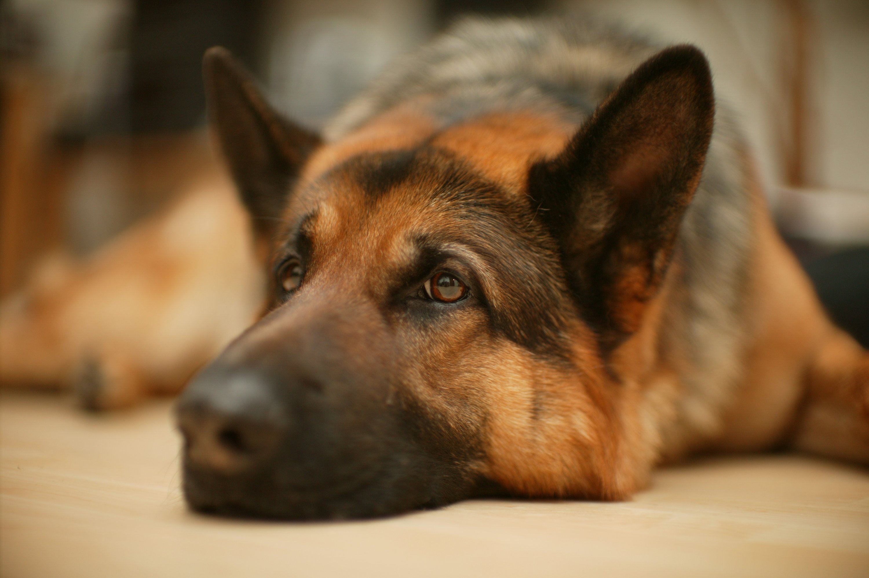 Hund, Deutscher Schäferhund, Säugetier, Haustier