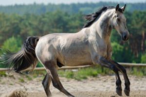 Andalusisches Pferd, Tier, Pferd, Säugetier, Colt Horse